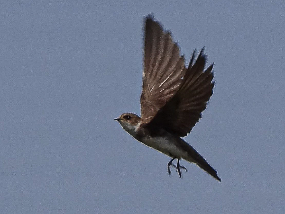 Hirondelle de rivage (Sand Martin, Riparia riparia), adulte au vol, Réserve Naturelle de Mont-Bernanchon, Hauts de France. Photo Bernard Compagnon.